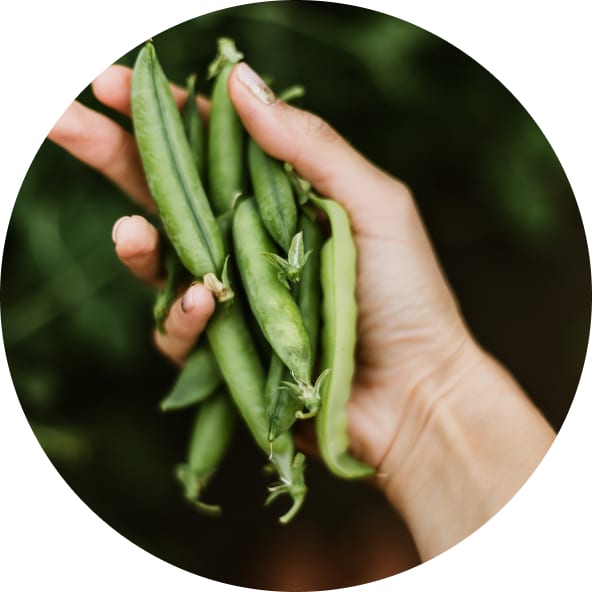 Ellipse 28 | Six reasons to eat more legumes